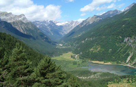 Pineta